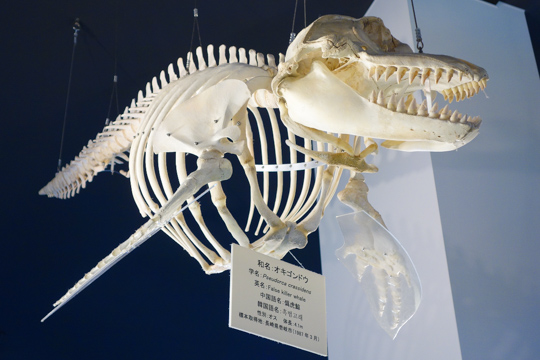オキゴンドウの骨格標本